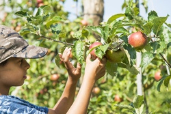 Ein Tag auf der Streuobstwiese
