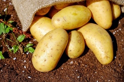 Wir machen Kartoffeln aus - alles Wissenswerte rund um den Erdapfel