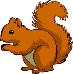 Eichh&ouml;rnchen in Not- Du kannst helfen!