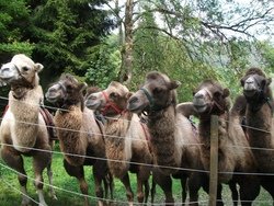 Kamelreiten im Mangfalltal