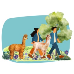 Mit dem Lama durch die Heide