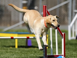 Hunde-Erlebnistag