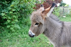 Kleine Eselwanderung &ndash; Natur erleben & Tiere entdecken 2 - Ausgebucht !