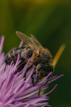 Werkeln f&uuml;r die Natur
