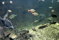Gro&szlig;e und kleine Tiere in der Elbtalaue entdecken - Tag 1 der Biosph&auml;ren-Thementage