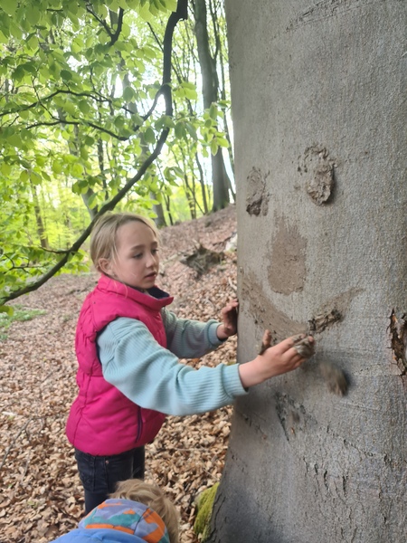 Ponyworkshop Maxi`s (Kinder von 6-11 Jahre): Mit den Ponys in den Teutoburger Wald!