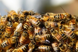&bdquo;Summ, Summ, Honig! &ndash; Ein Tag bei den Bienen&ldquo;