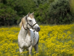 Ponyreiten in Gro&szlig;ensee