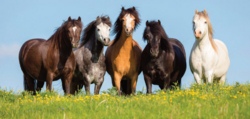 Ponyf&uuml;hren