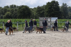 F&auml;hrtenarbeit, Unterordnung, Schutzdienst &ndash; Ein Tag mit dem deutschen Sch&auml;ferhund im Gebrauchshundesport