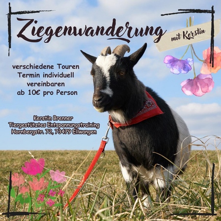 Familien-Ziegenwanderung