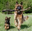Ferienprogramm Hundeverein Jettingen