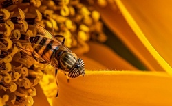 &bdquo;Summ, summ, summ" &ndash; Ein Tag bei den Honigbienen