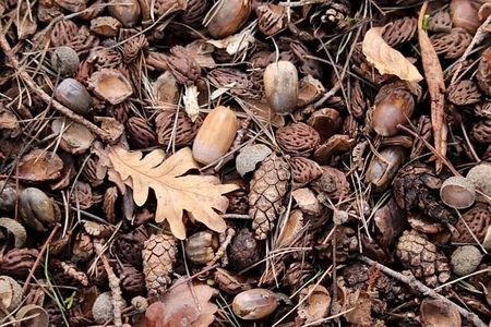 Naturcollage gestalten