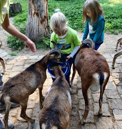 Wildpark - Wir kommen!
