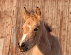 Ein Tag rund ums Pony &ndash; Spiel und Spa&szlig; auf dem Ponyhof f&uuml;r Jungs und M&auml;dels