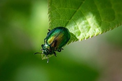 Biodiversit&auml;t
