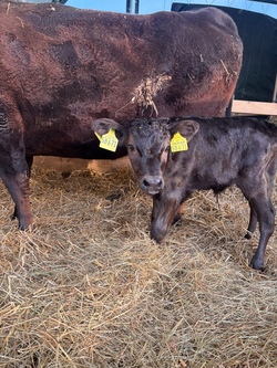 Ein Tag als kleiner Wagyu-Farmer.