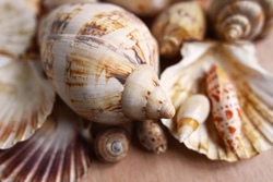 Korallenparadies, Bastelvormittag zum Thema: Korallen, Muscheln, Meer, Meeresgrund 