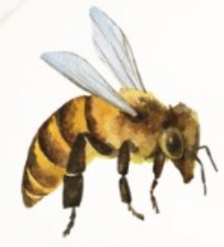 Wildbienen