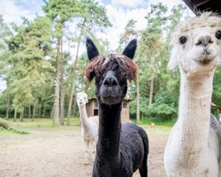 Wildpark L&uuml;neburger Heide