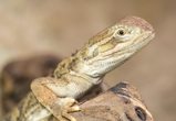 Reptilien & Co. hautnah erleben