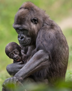 Zoo Schmiding