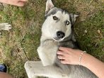 Husky Ranch Traun 1