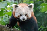 Tierischer Spa&szlig; im Linzer Zoo