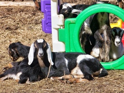 &bdquo;Kleine Ziegenfreunde&ldquo; Ein Mittag bei den Ziegen: Lernen, Kuscheln & Genie&szlig;en 2