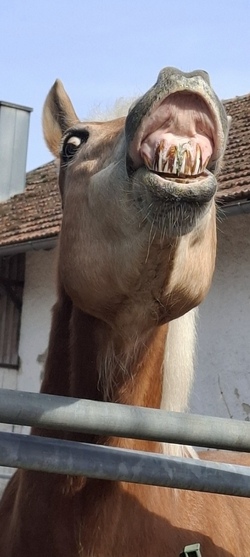 Ponyfreizeit 
