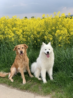 Abenteuer-Spa&szlig;-Tag mit den Hunden Nala und Malou (I)