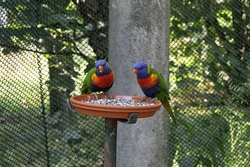 Besuch Vogelpark Schotten und Sommerrodelbahn Hoherodskopf