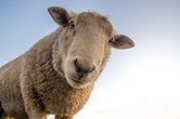 Besuch in der Sch&auml;ferei