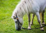Ponyreiten 1