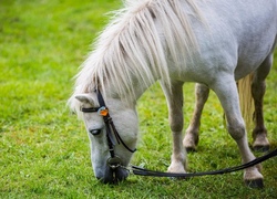 Ponyreiten 2