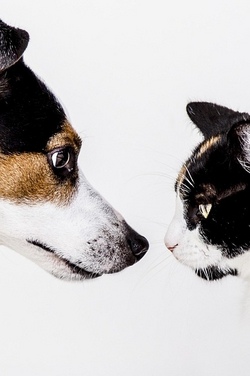 Tiere, unsere Freunde