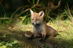 Goldschakal und Fuchs: Wer hat die Gans gestohlen?