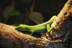 Exotische Tiere und Dinosaurier hautnah erleben!