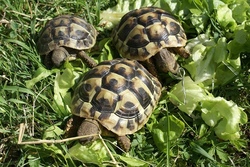 Schildkr&ouml;ten - die Reptilien aus der Urzeit!