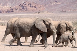 Vortrag &uuml;ber Tiere in Afrika