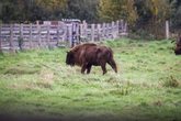 Wisente und andere Tiere am Haus im Moos entdecken