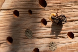 Bienenworkshop 