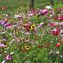 Blumenkr&auml;nze binden