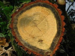Schmuck selbstgemacht - Ring oder Anh&auml;nger aus heimischem Holz 