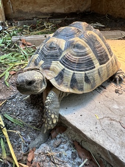 Schildkr&ouml;tenexkursion