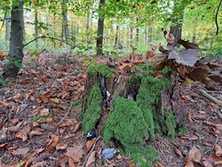 Luchs, Reh & Co - wer wohnt im K&auml;mpfelbacher Wald? 