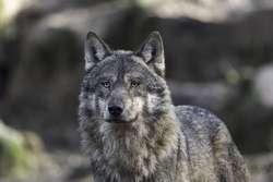 Der Wolf - Mythen, M&auml;rchen und Geschichten