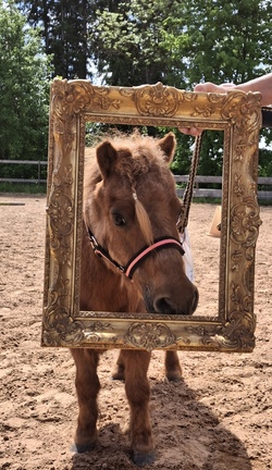 Spielenachmittag mit Ponys