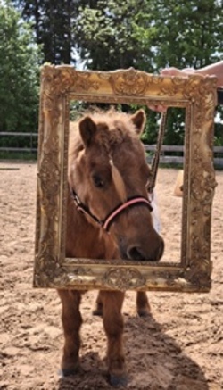 Spielenachmittag mit Ponys